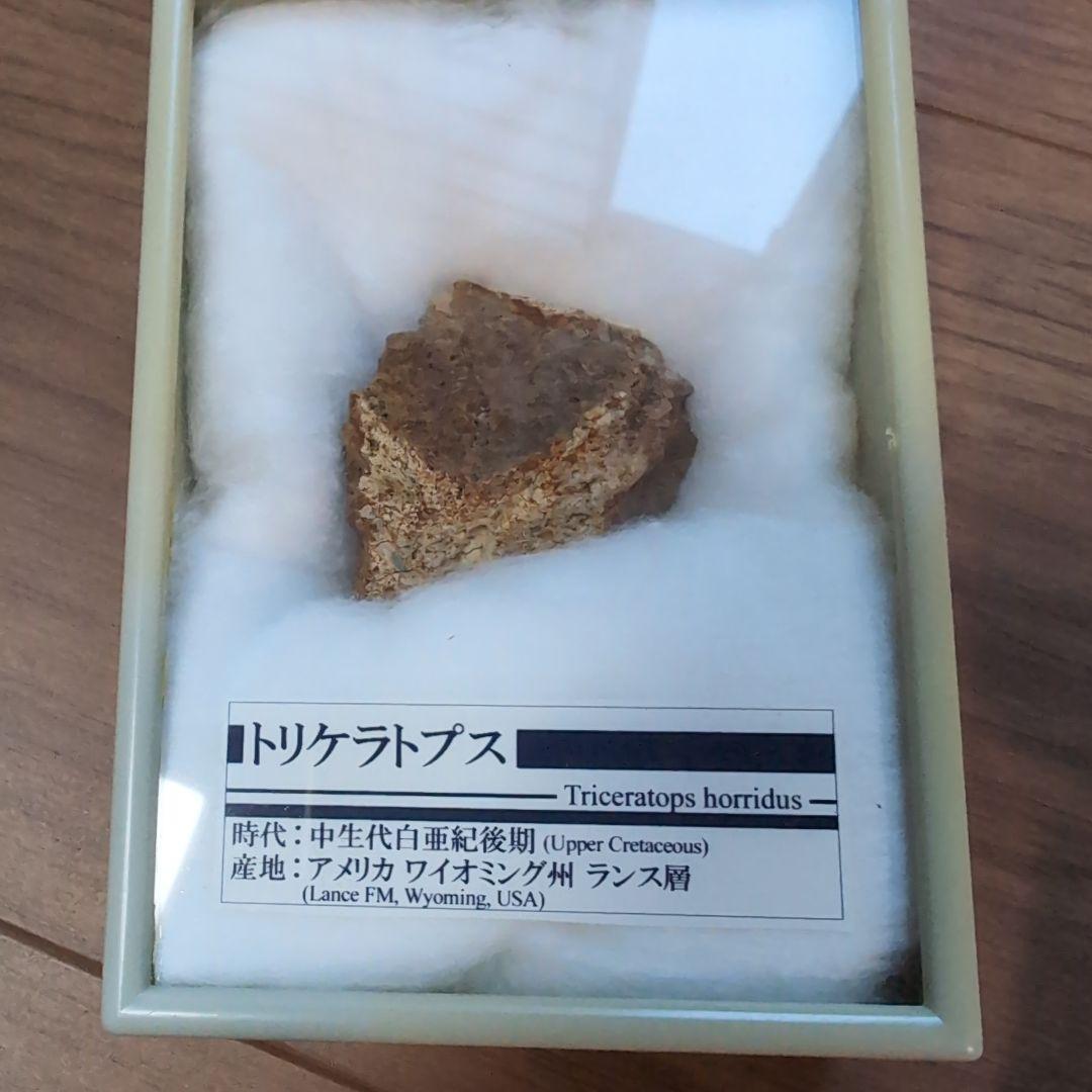 本物　トリケラトプス　フリル化石　ラベルケース付き あのフリルの外縁を覆っている装飾部位、トリケラトプス（Triceratops